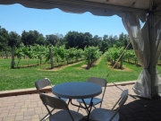 VIneyard Lake Open Sides Proximity to Vineyard