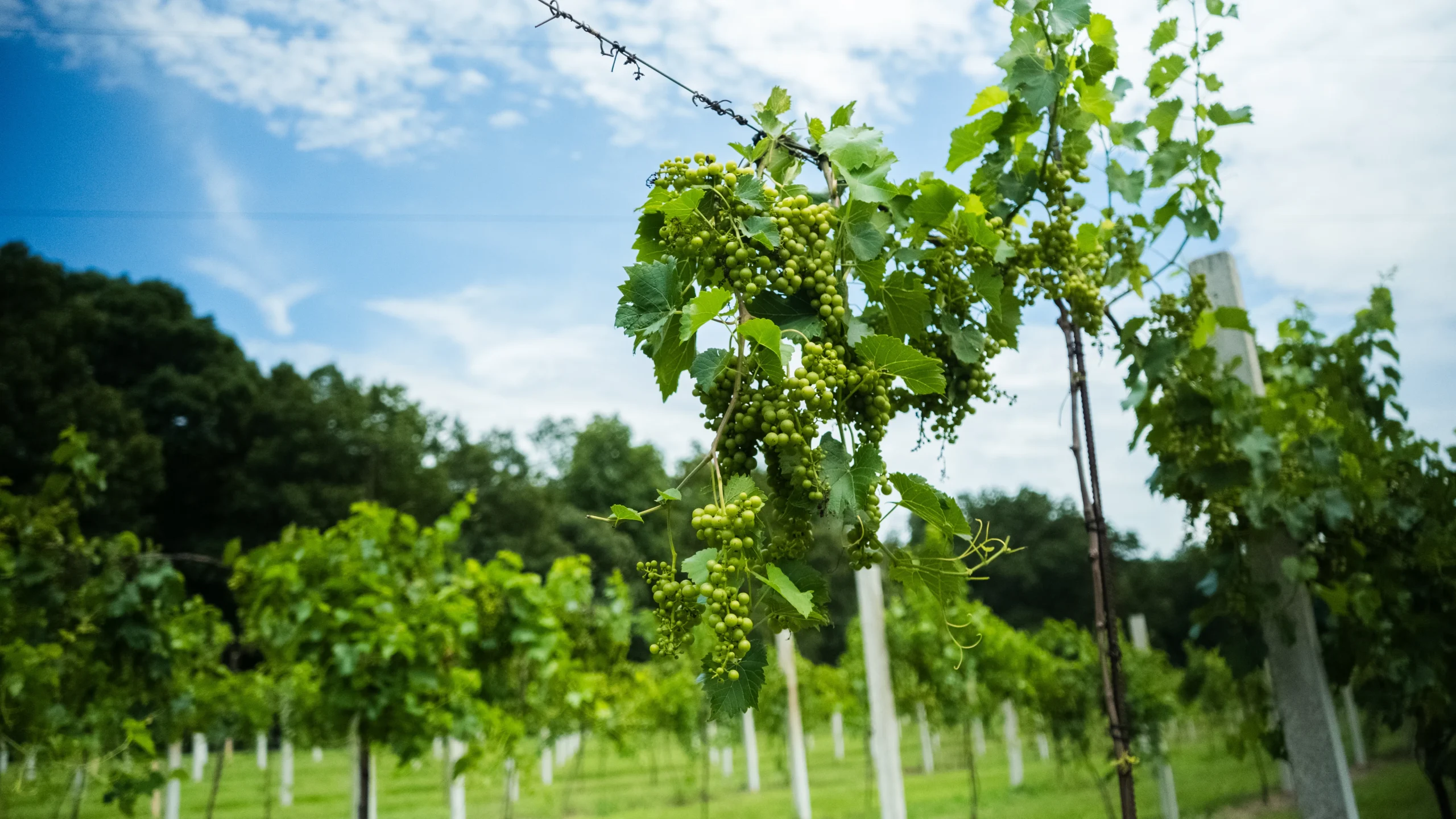 Grapes growing in the vineyard at Villa Antonio Winery