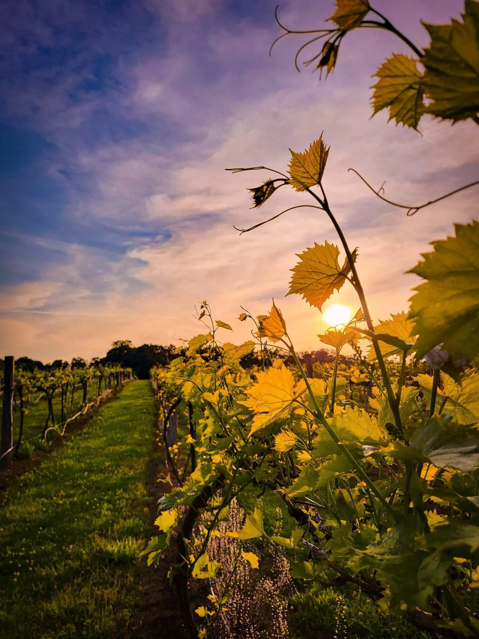 Contact Villa Antonio Winery in Hillsboro Missouri